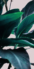 Elegance Of Tropical Leaves (NEW) - Posterbox