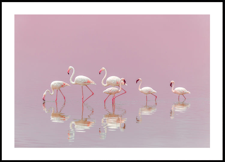 Flamingos Plakat - Posterbox