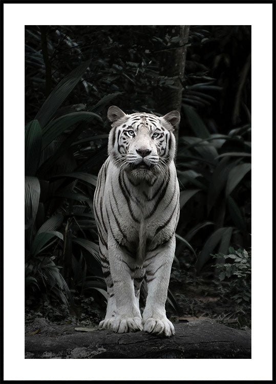 White Tiger Plakat - Posterbox.dk
