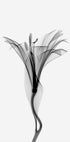 Graceful Lily Plakat - Posterbox.dk