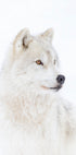 Portrait of an Arctic Wolf Plakat - Posterbox