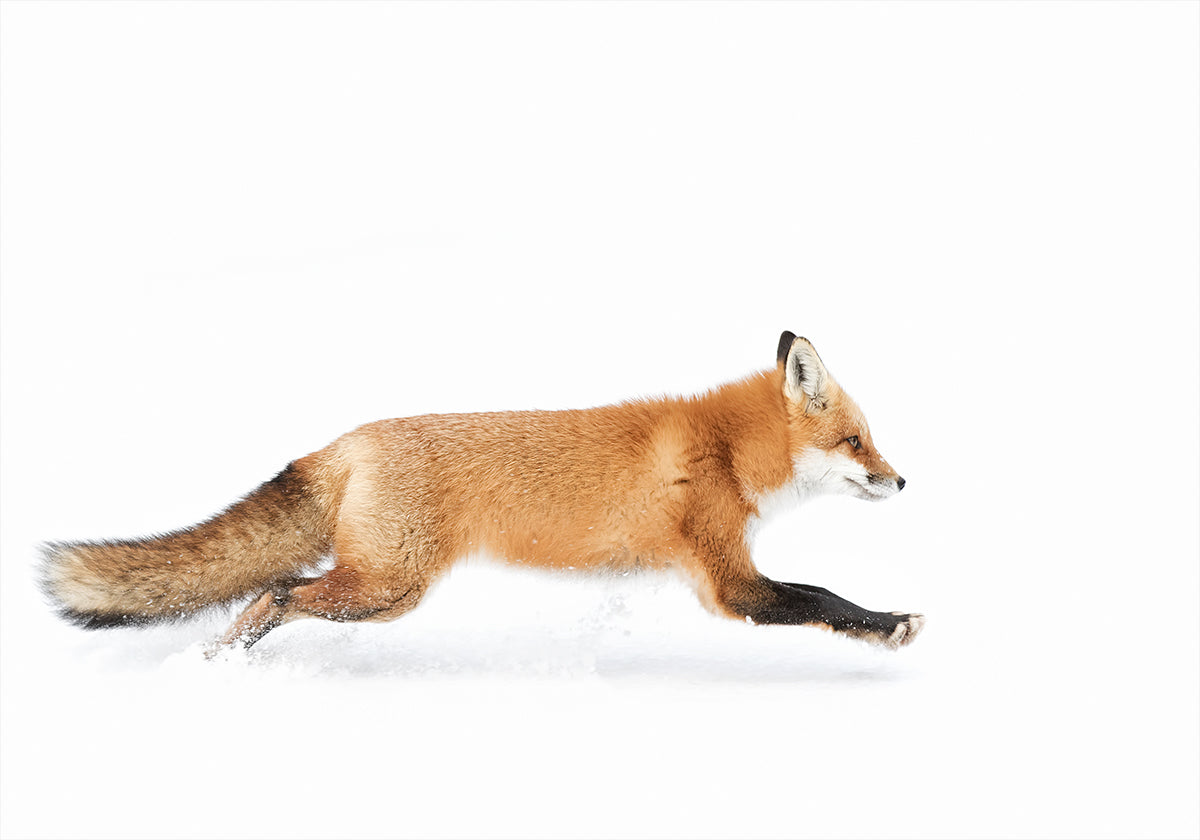 Red Fox on the run - Algonquin Park Plakat - Posterbox