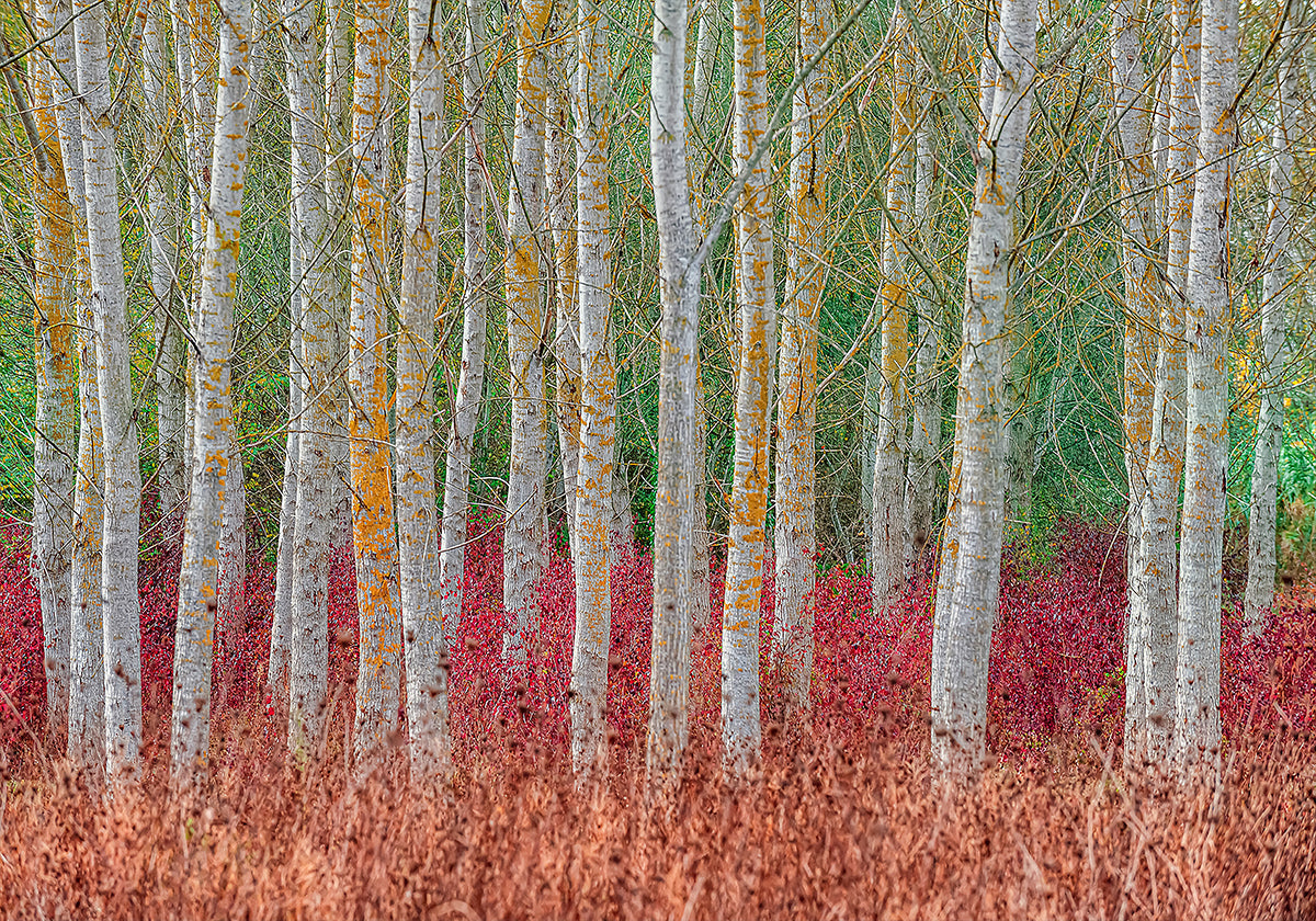 Birch forest (NEW) - Posterbox