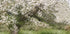 Apple Tree (NEW) - Posterbox