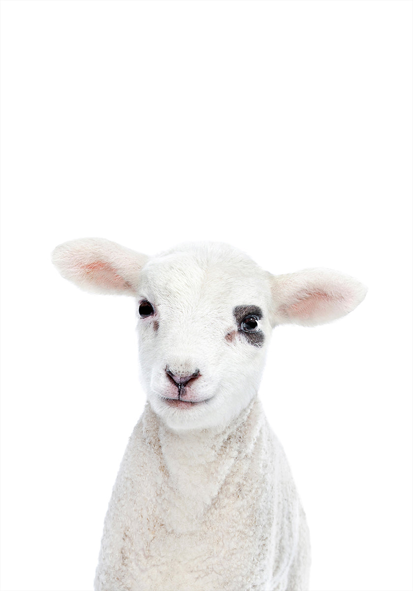 Baby Lamb - Posterbox