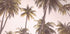 Blush Palm Trees - Posterbox