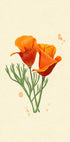California Poppy (NEW) - Posterbox