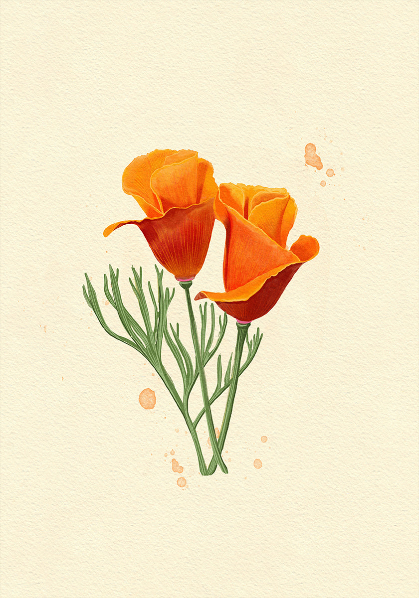 California Poppy (NEW) - Posterbox