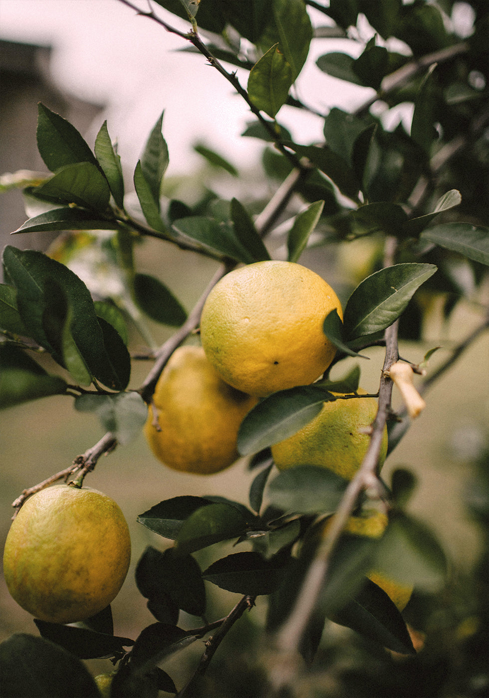 Lemons Tree Plakat - Posterbox.dk