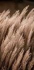 Grass 16 - Posterbox