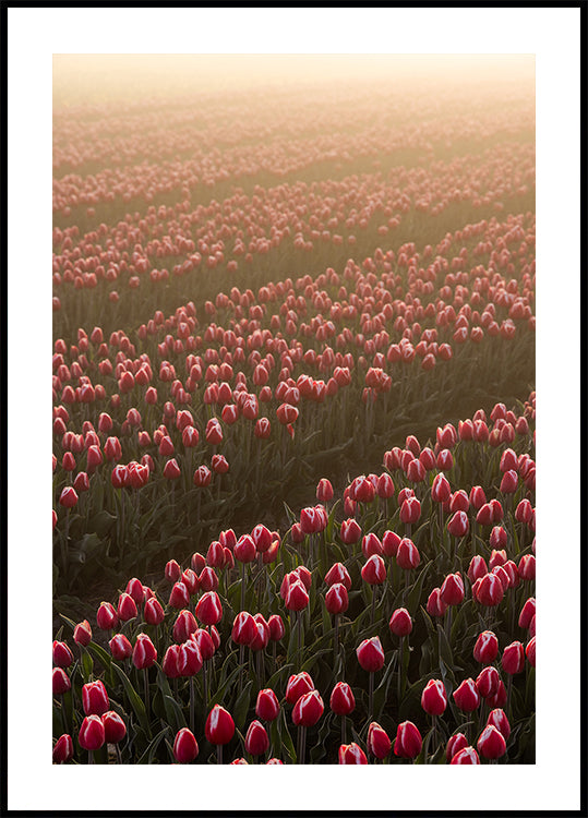 Field of Flowers 1 (NEW) - Posterbox