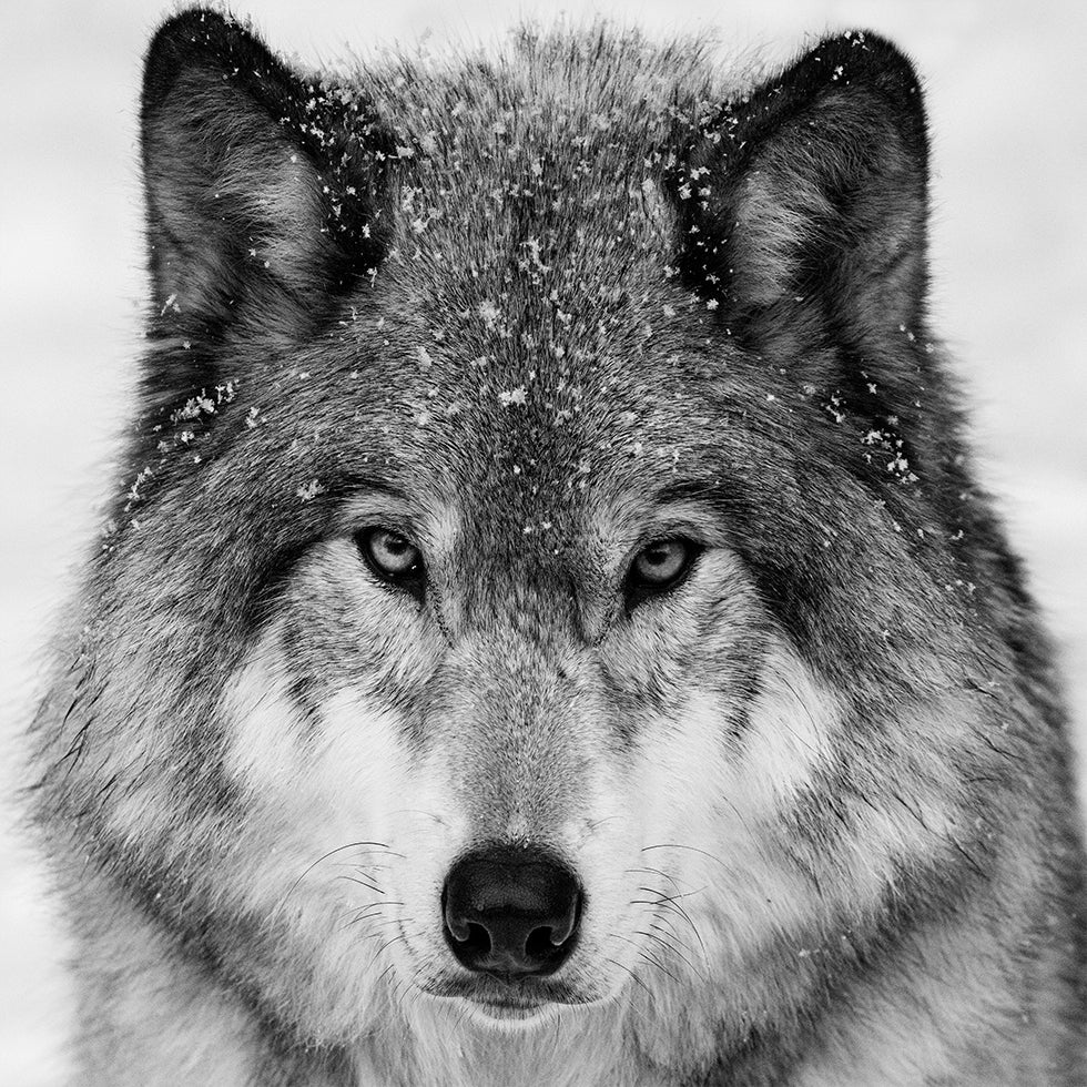 Wolf Portrait Plakater - Posterbox