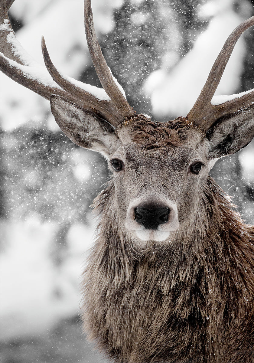 Winter Stag Plakat - Posterbox
