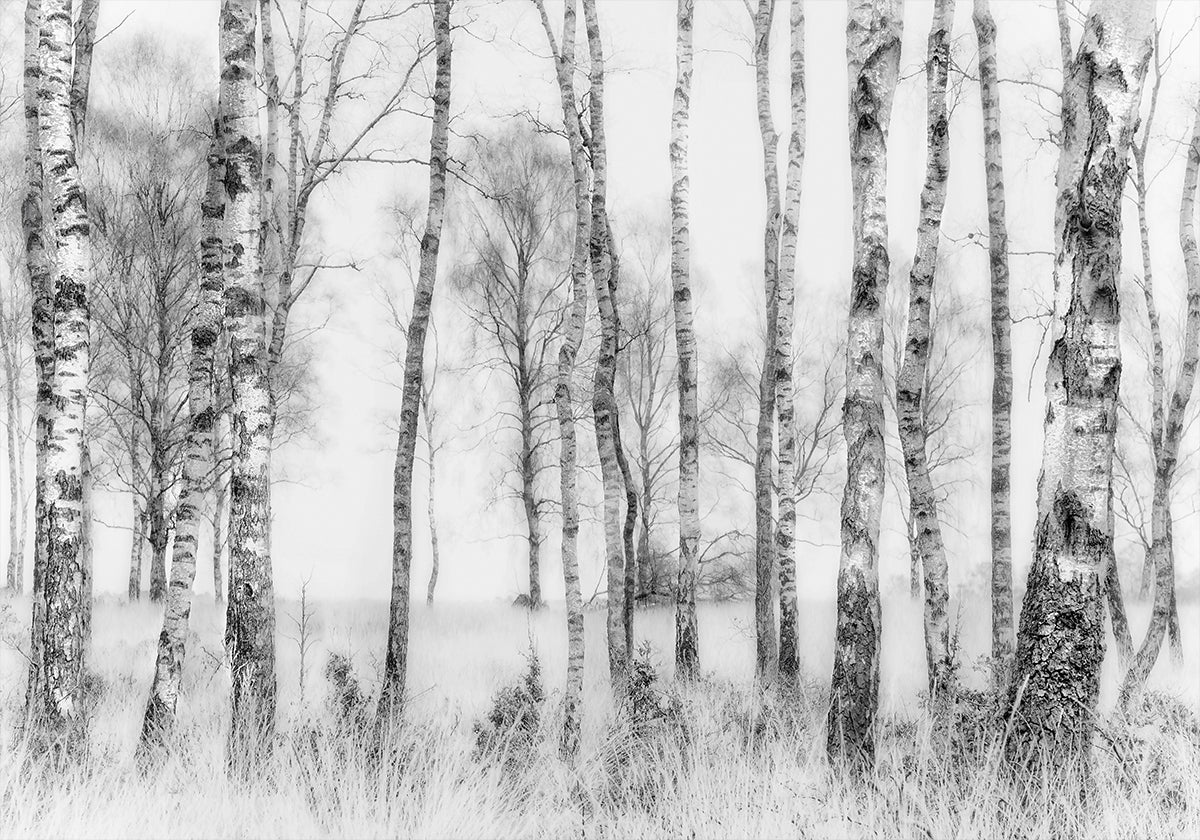 Black and white - Posterbox