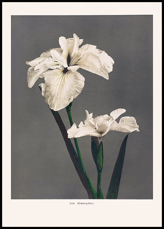 Iris Kæmpferi Plakat - Posterbox