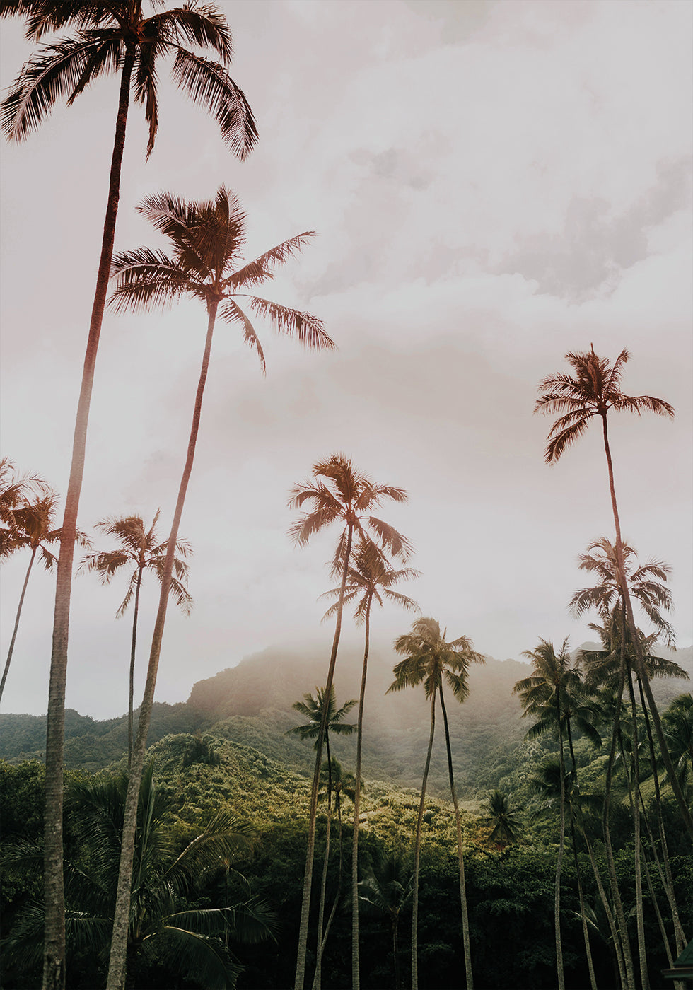 Palms and Mountain Plakat - Posterbox.dk
