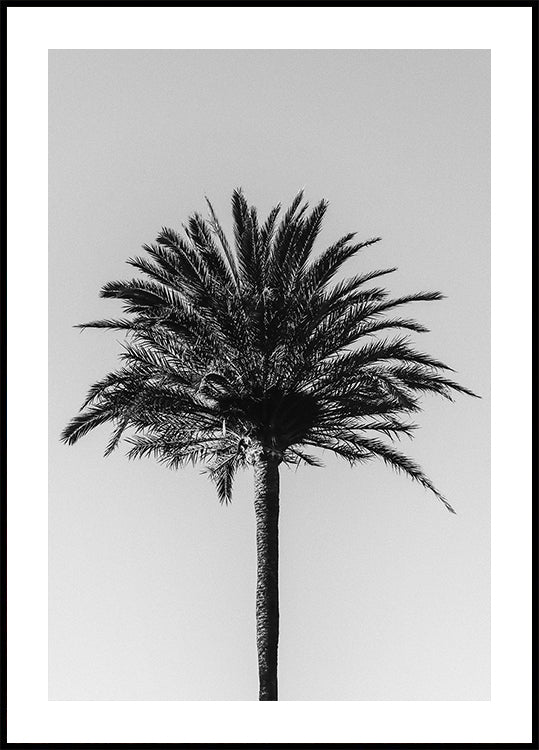 Palm_003 - Posterbox