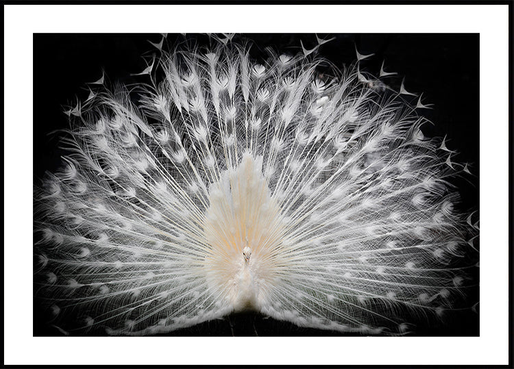 black and white, Plakat - Posterbox