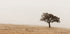 Autumn Grassy Field and Solitary Tree Plakat - Posterbox.dk