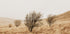 Autumn Grassy Field and Trees Plakat - Posterbox.dk
