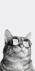 Cool Cat in Sunglasses Plakat - Posterbox.dk