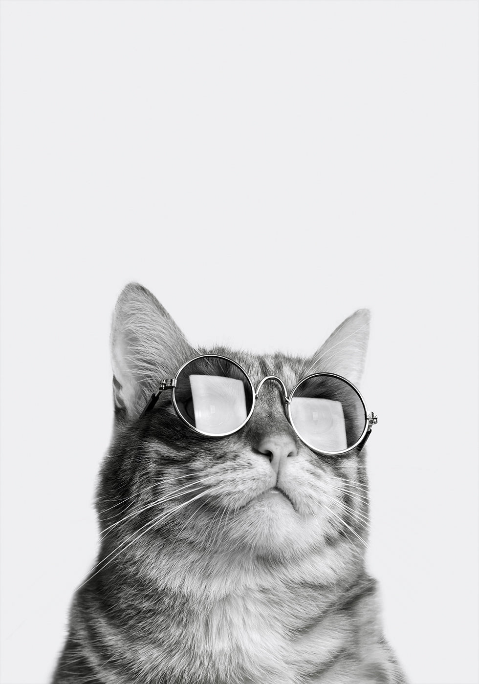 Cool Cat in Sunglasses Plakat - Posterbox.dk