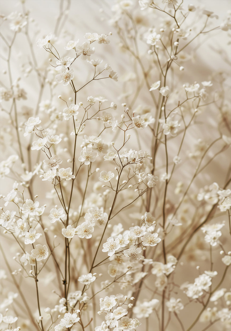 Gentle Bloom: Dried White Baby’s Breath Plakat - Posterbox.dk