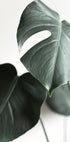 Green Plant №1 Plakat - Posterbox.dk