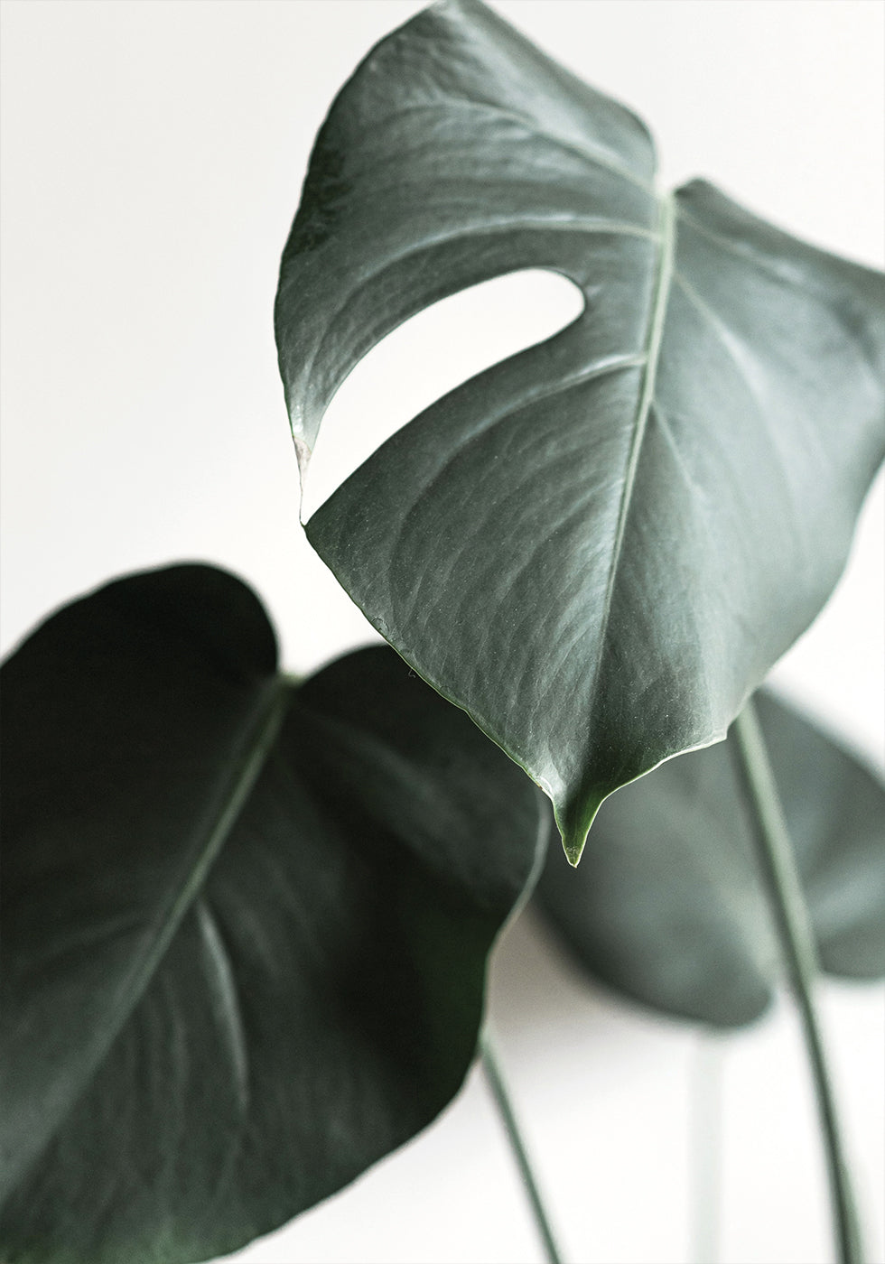 Green Plant №1 Plakat - Posterbox.dk