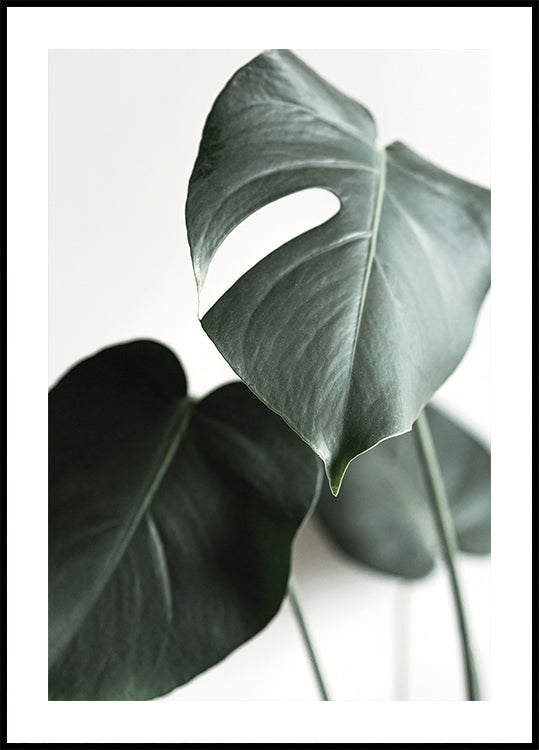Green Plant №1 Plakat - Posterbox.dk