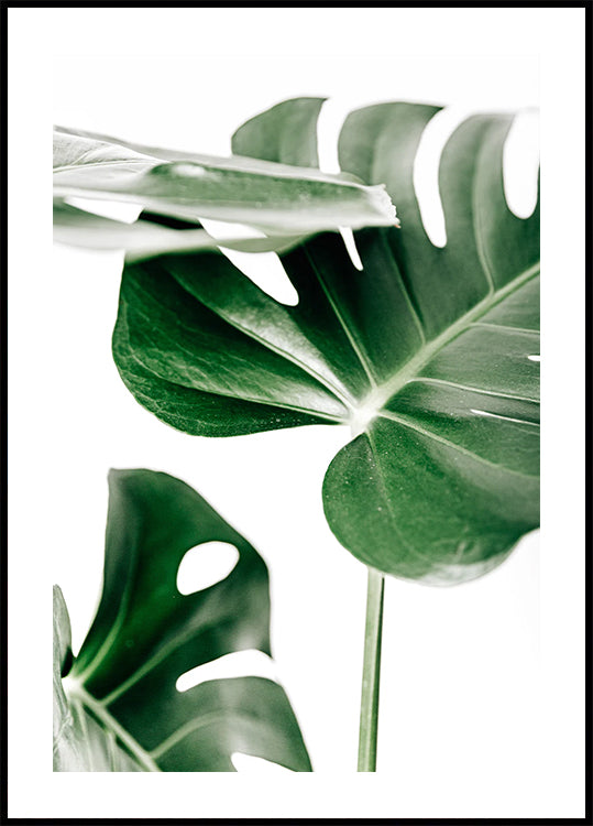 Monstera Leaves Plakat - Posterbox.dk
