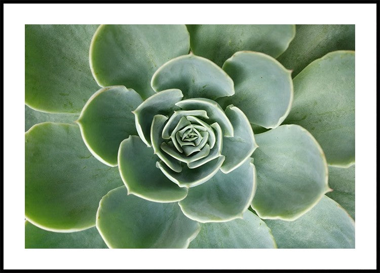 Succulent Spiral Plakat - Posterbox.dk