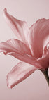 Tender Pink Lily Plakat - Posterbox.dk