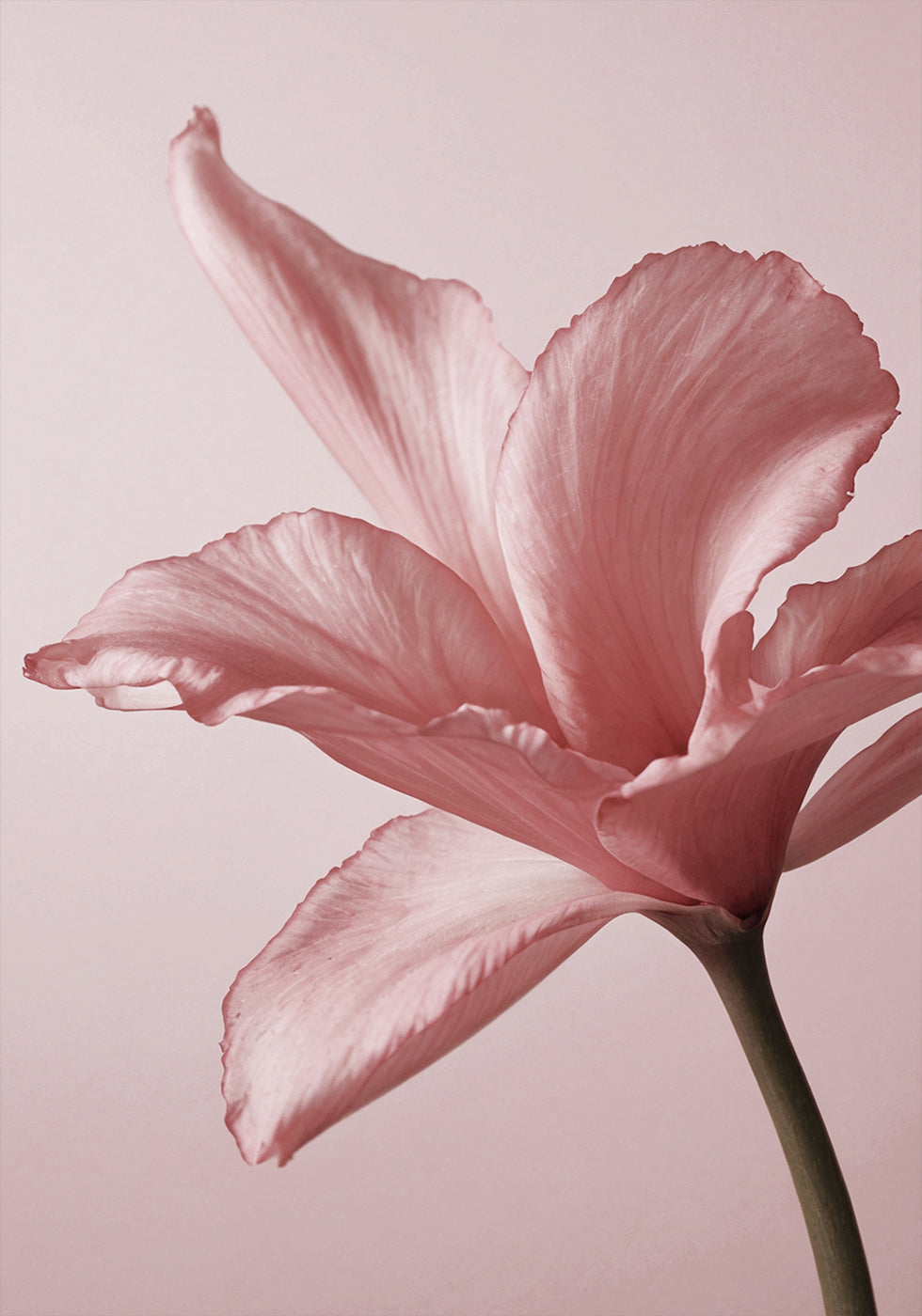 Tender Pink Lily Plakat - Posterbox.dk