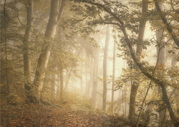 Waldlicht