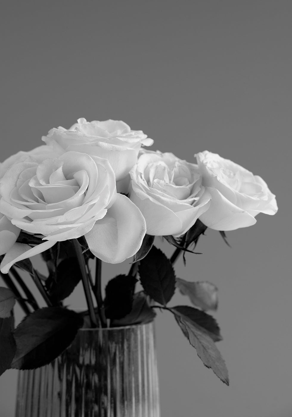 Rose Plakat - Posterbox.dk