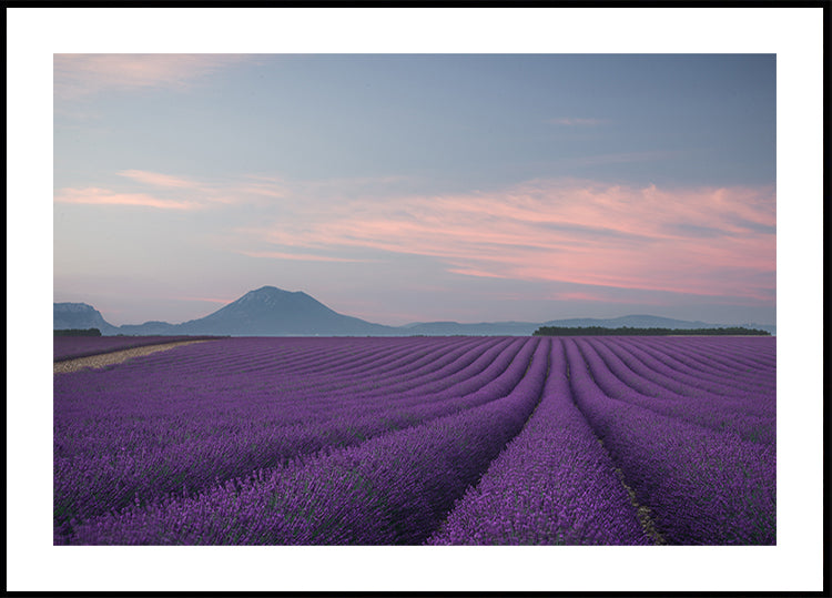 Lavender field - Posterbox