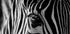 Abstract Zebra Plakat - Posterbox