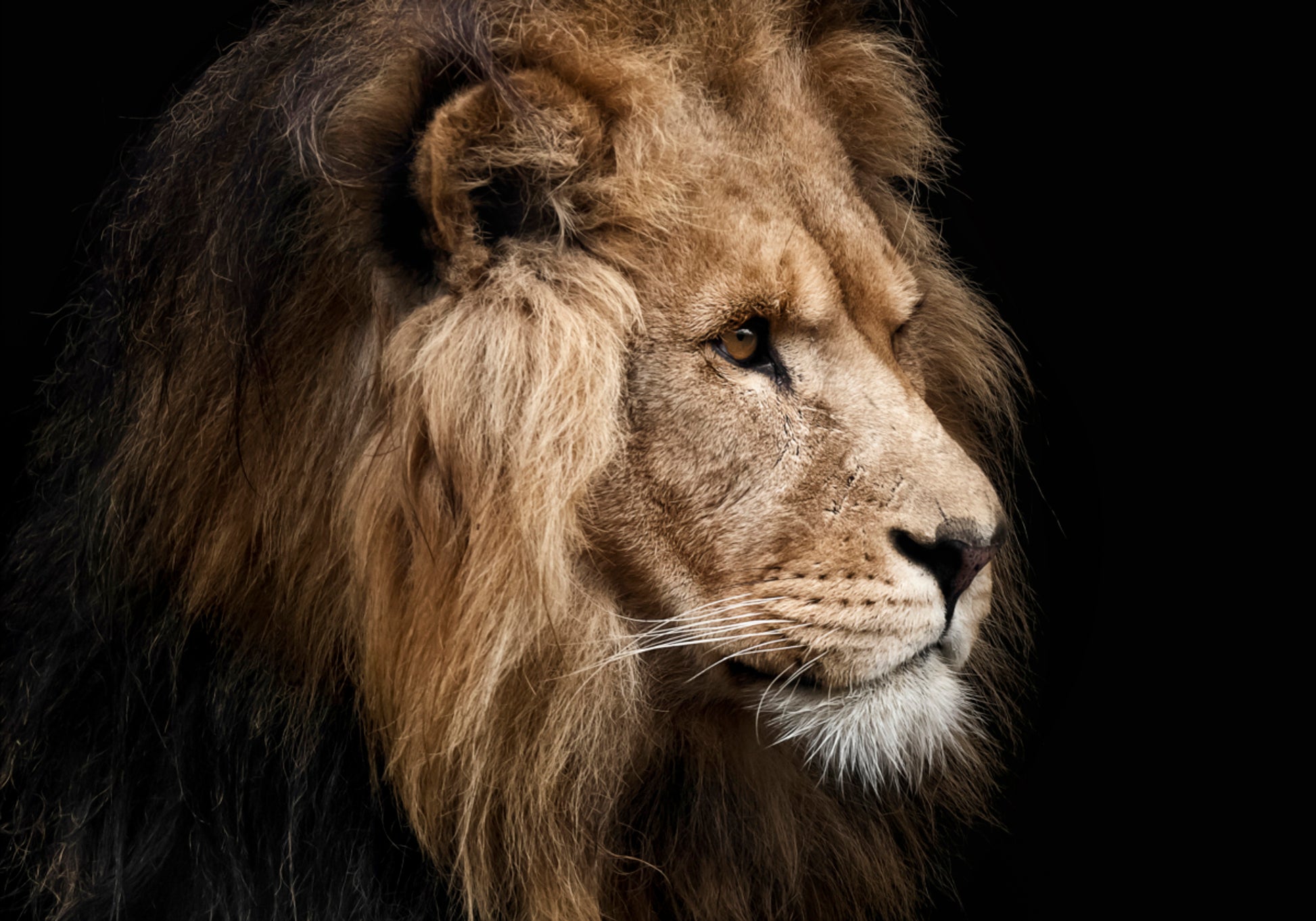 Majestätisches Löwenprofil