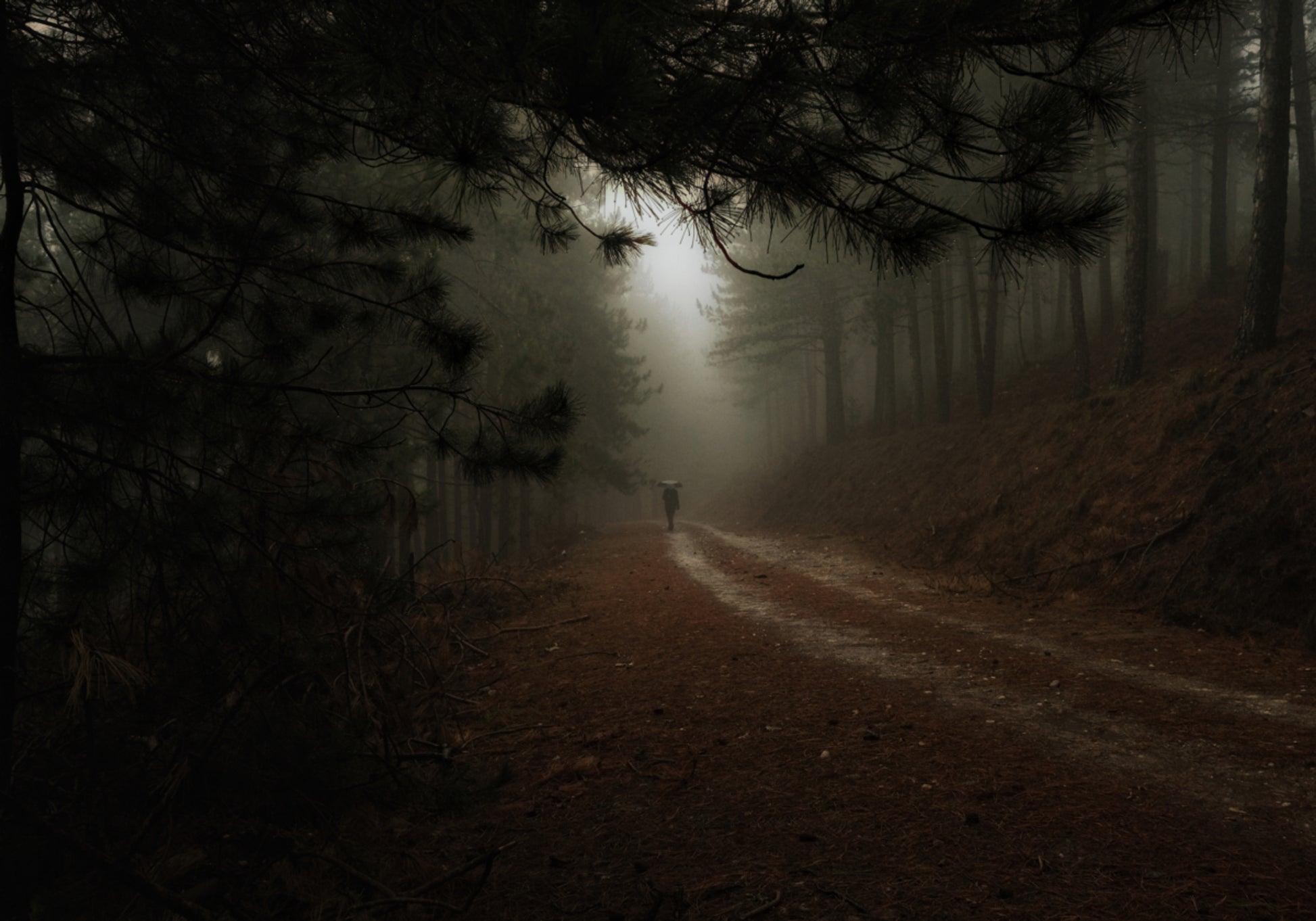 Nebliger Waldweg