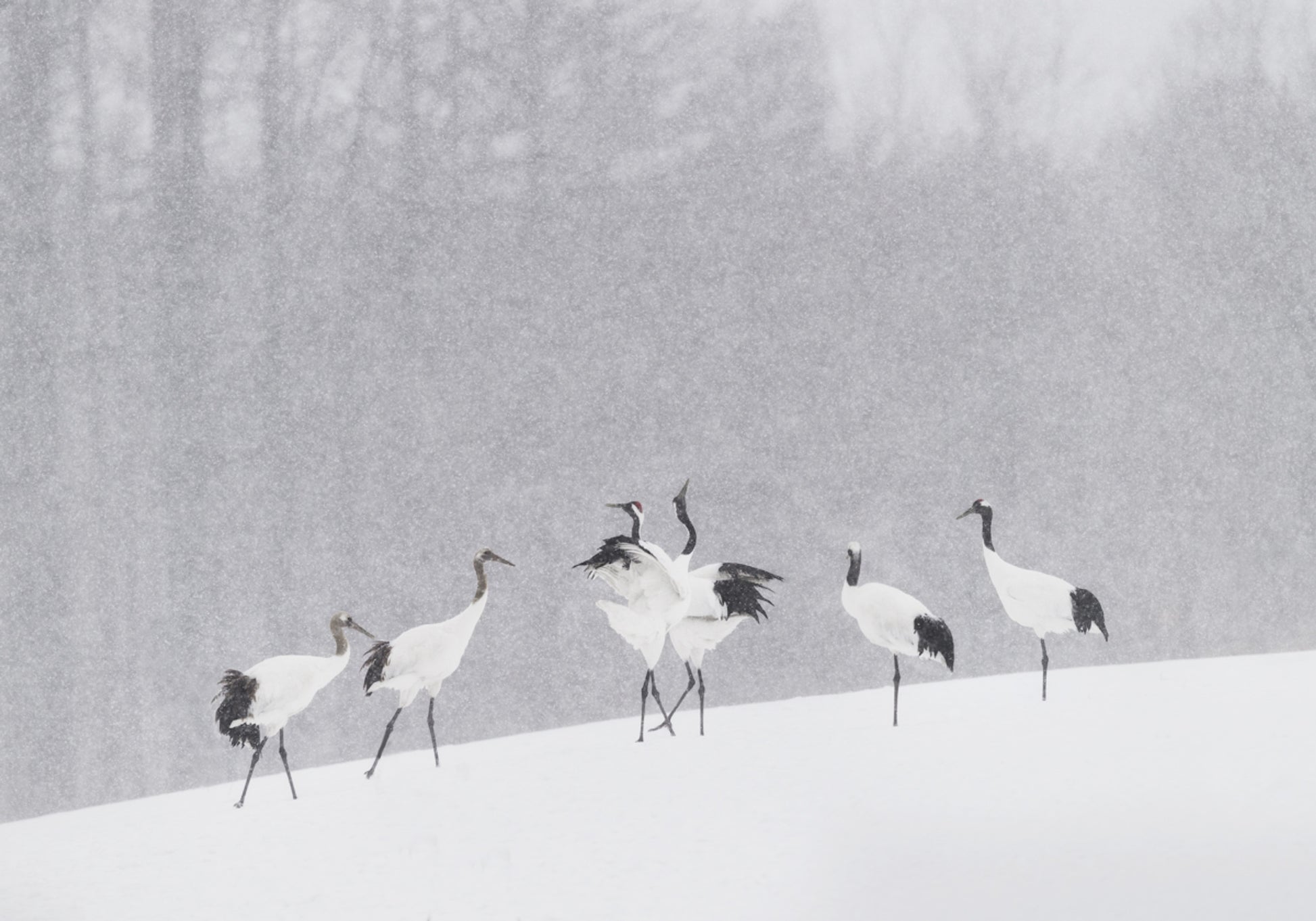 Schneefall der Rotkronenkraniche
