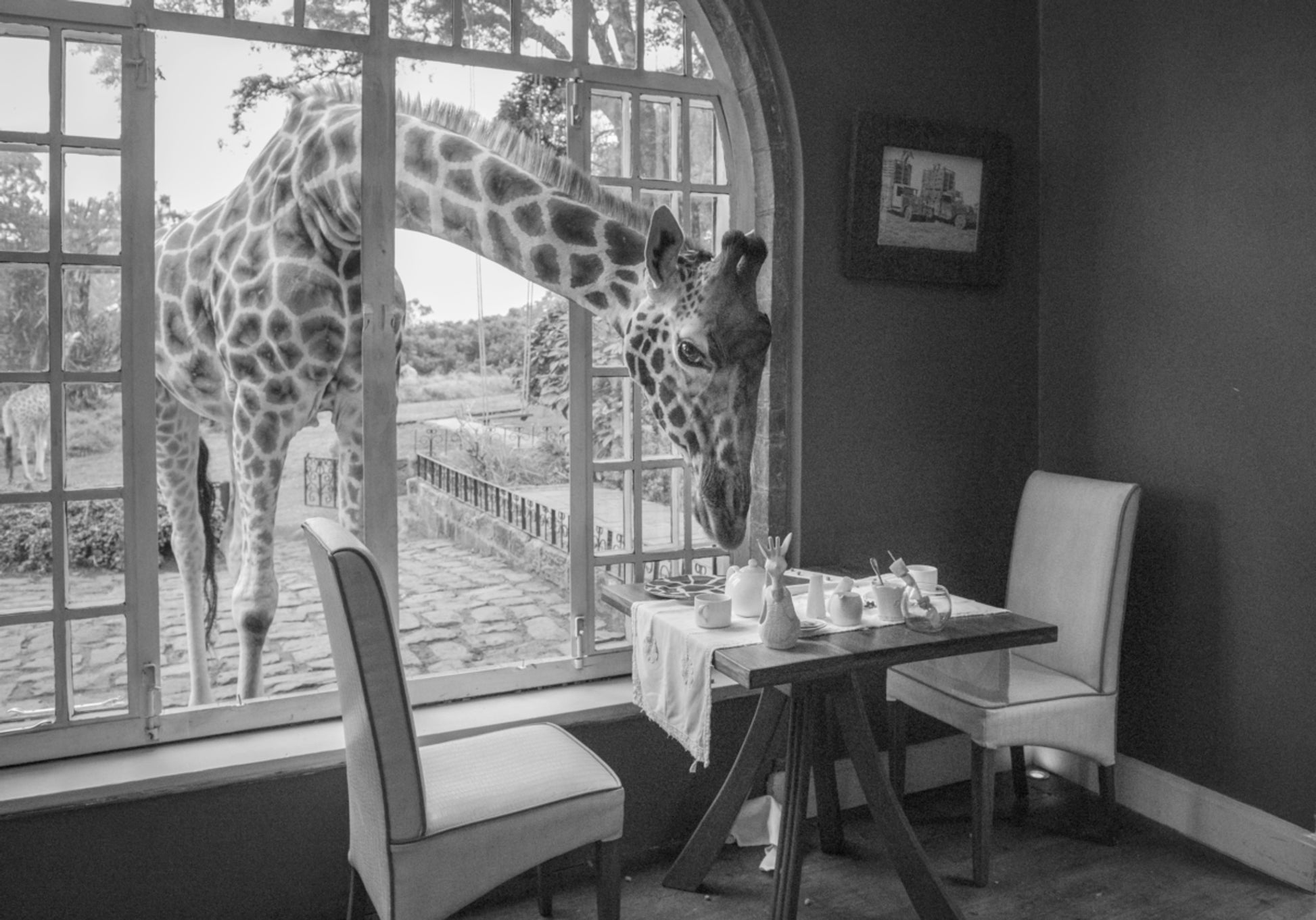 Morgen Giraffengast