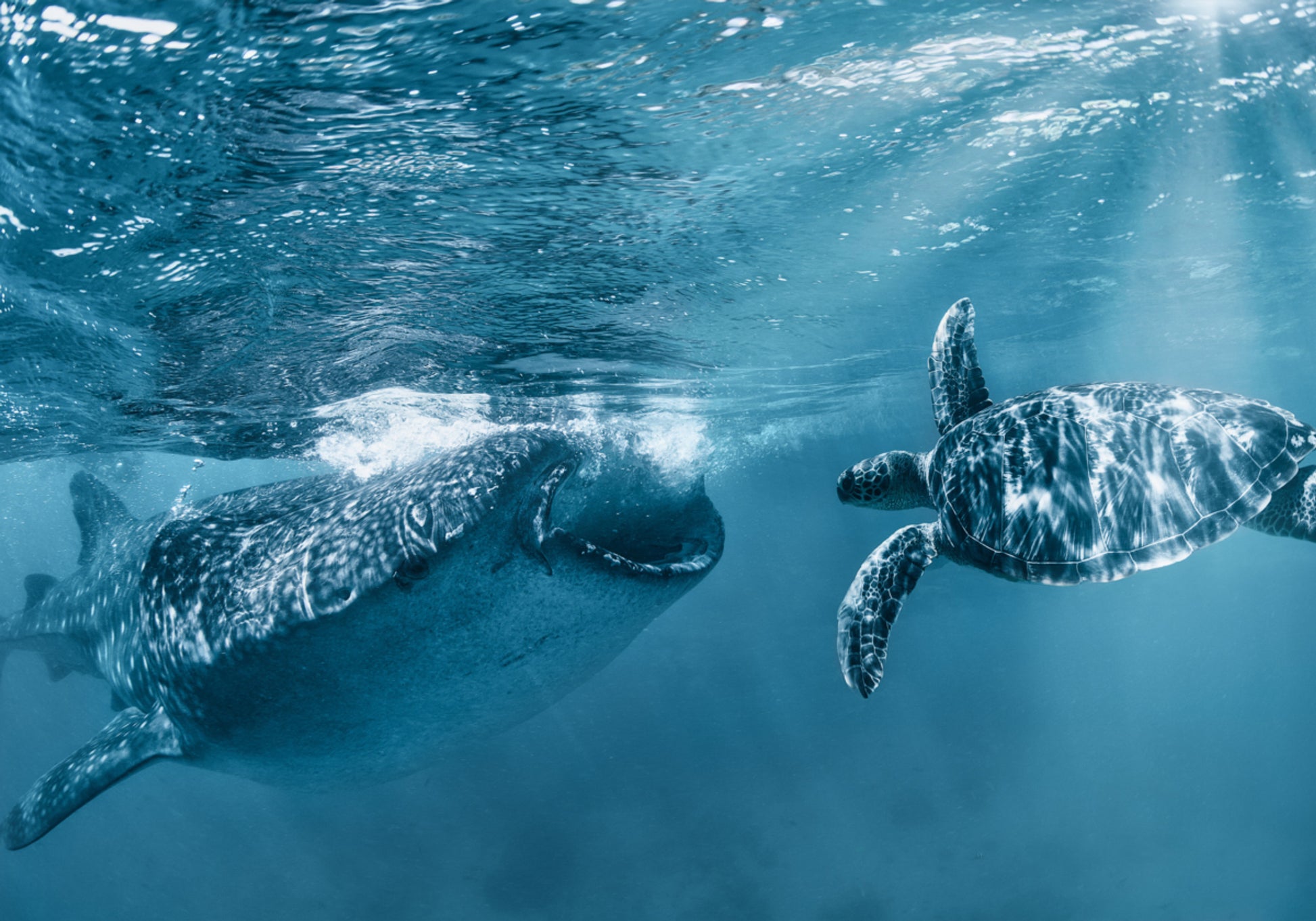 Walhai-Schildkrötenschwimmen