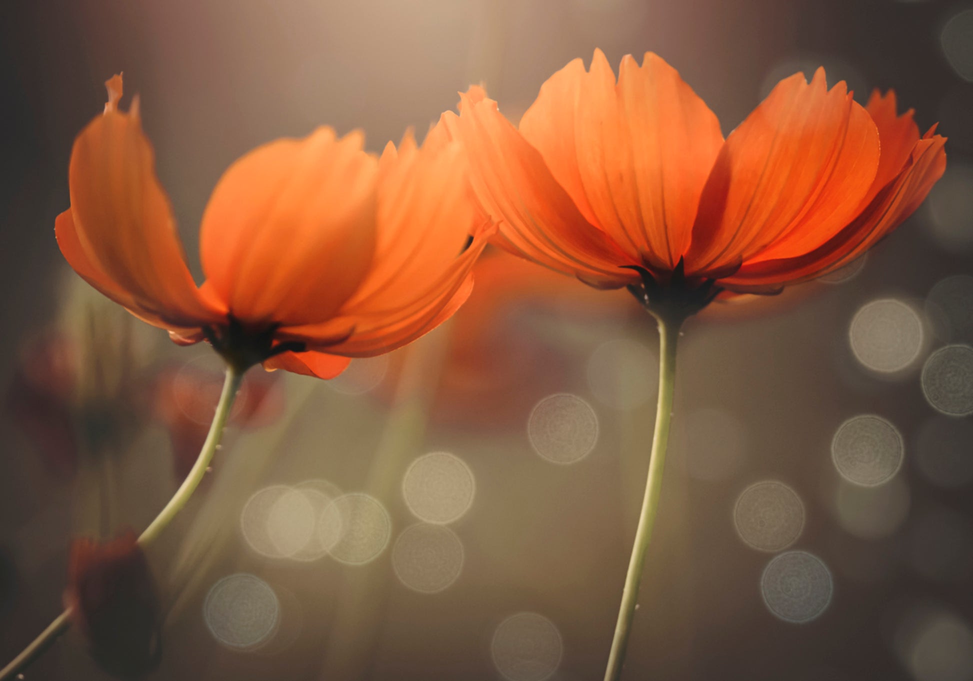 Glühende Kosmosblumen