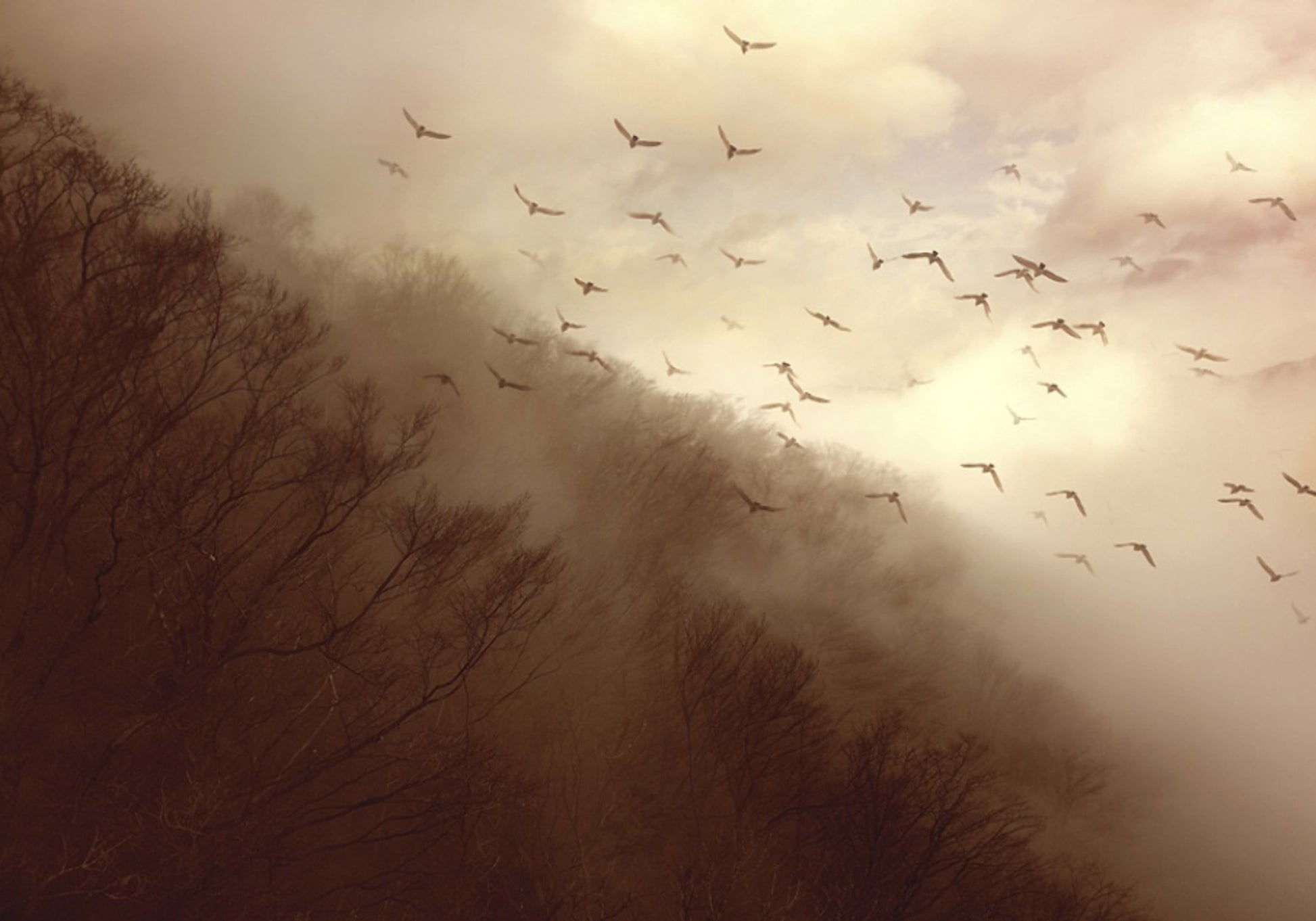 Vögel im goldenen Nebel