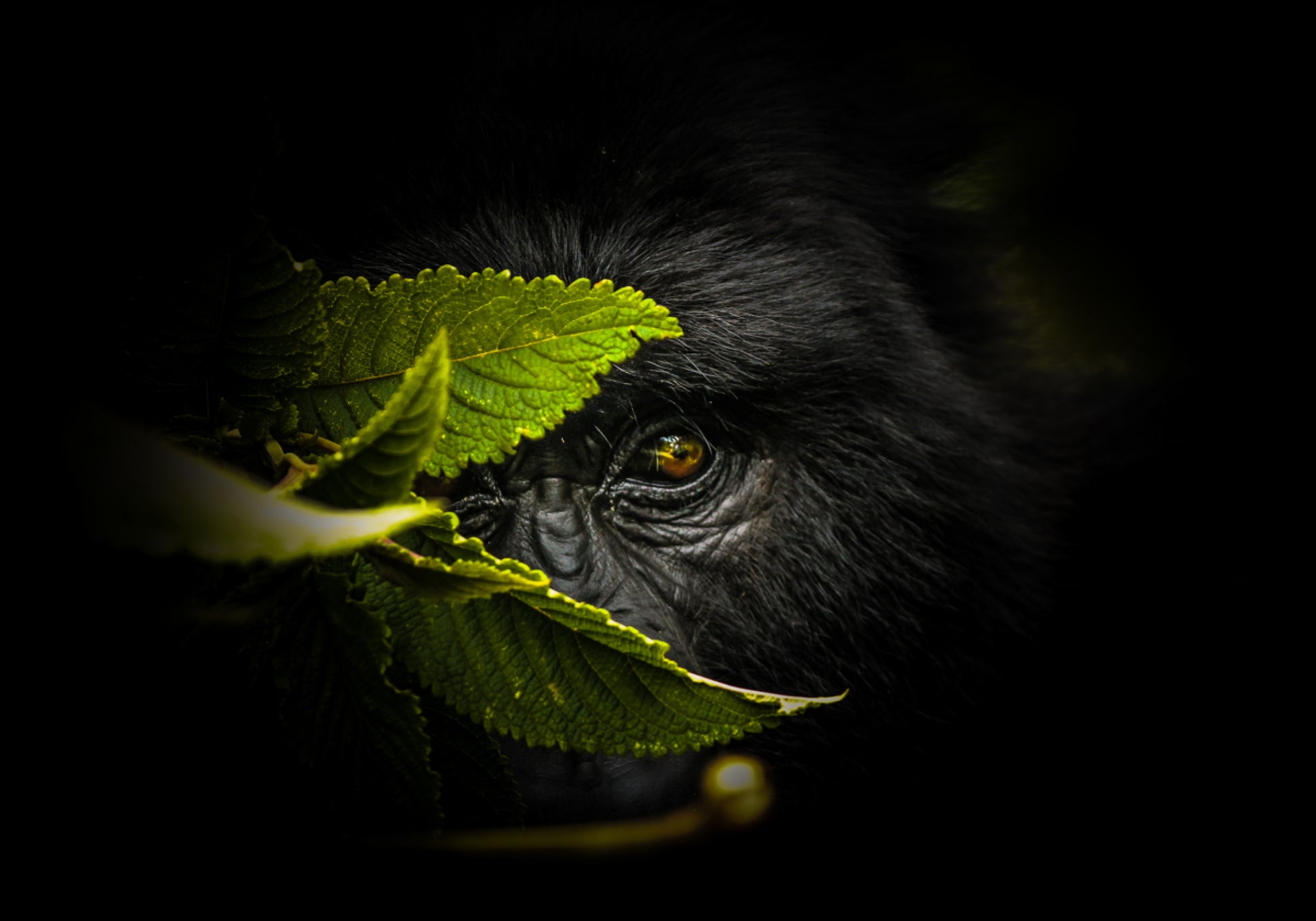 Geheimnisvoller Gorilla-Blick