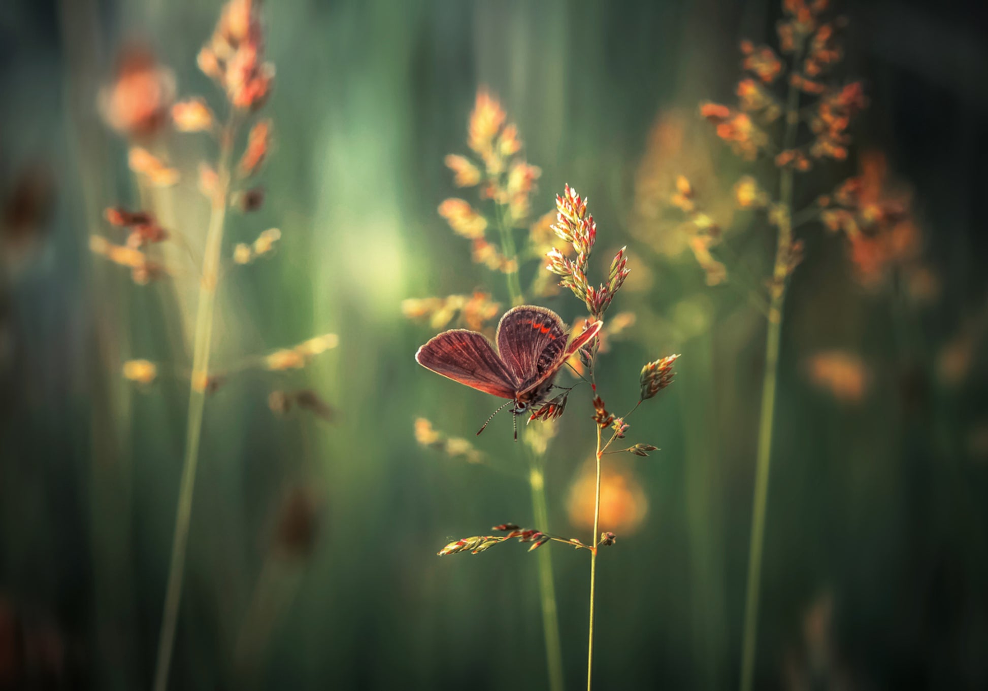 Goldener Stundenschmetterling