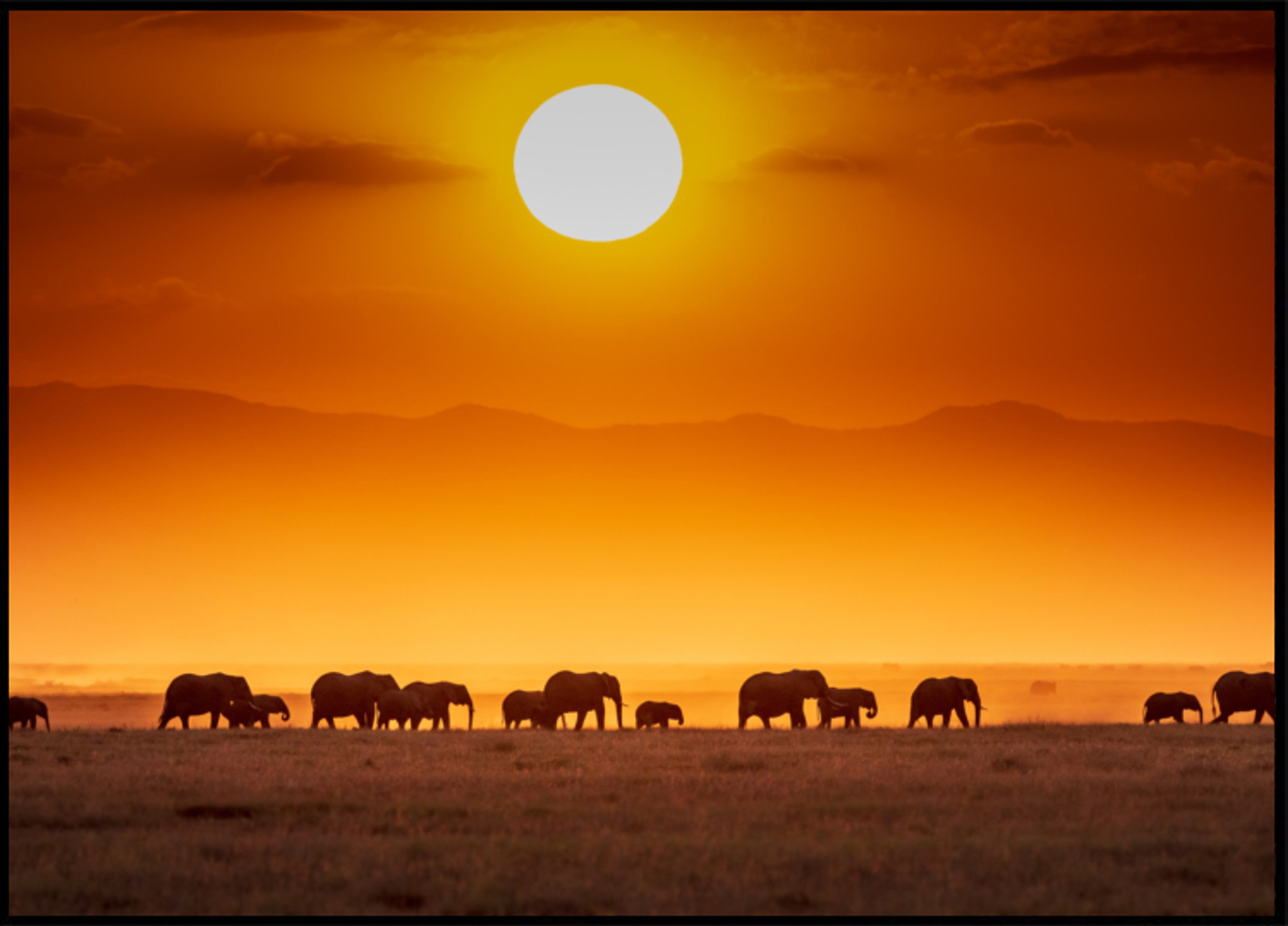 Afrikanische Elefanten bei Sonnenuntergang