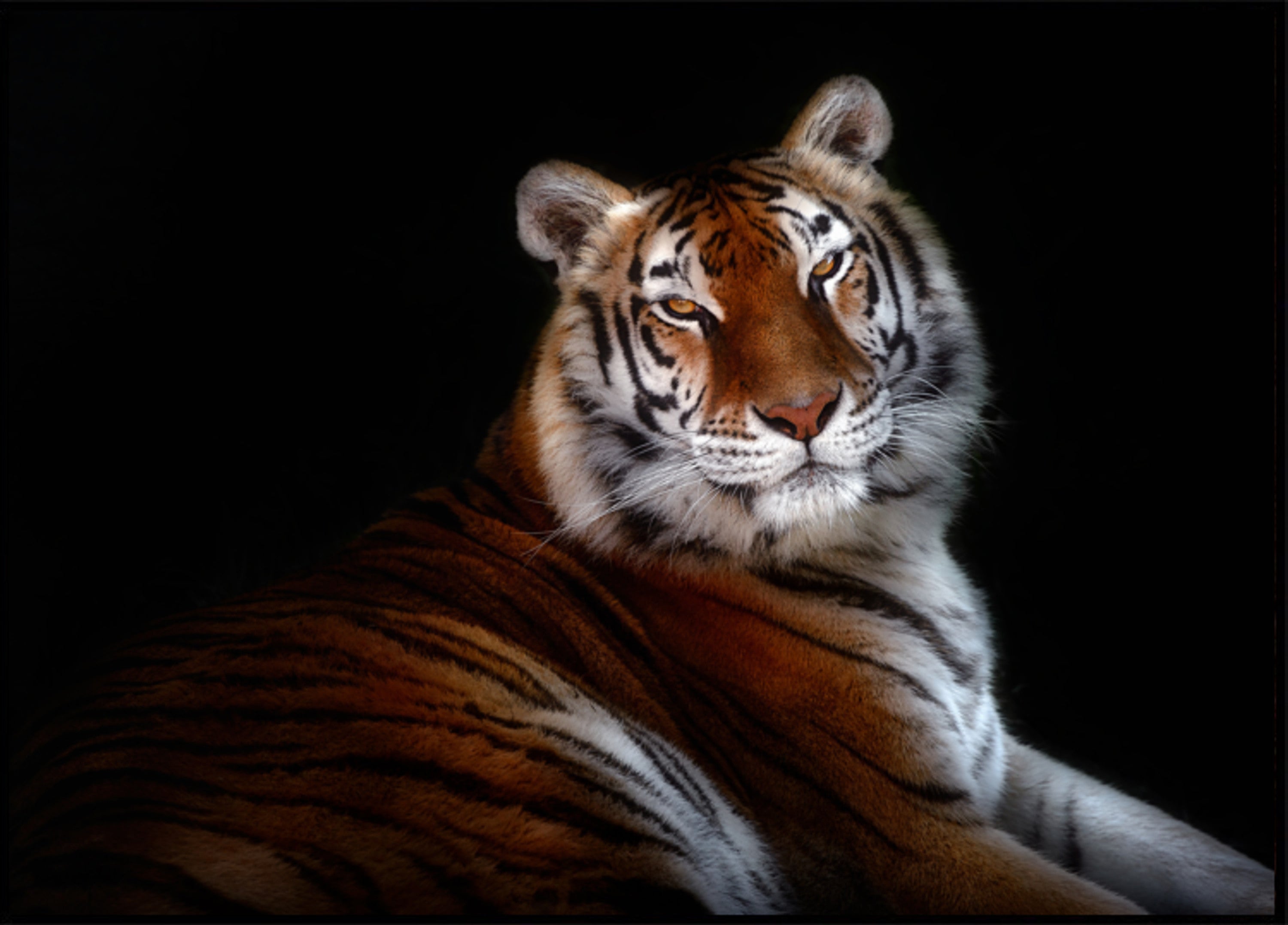 Majestätischer Tigerblick