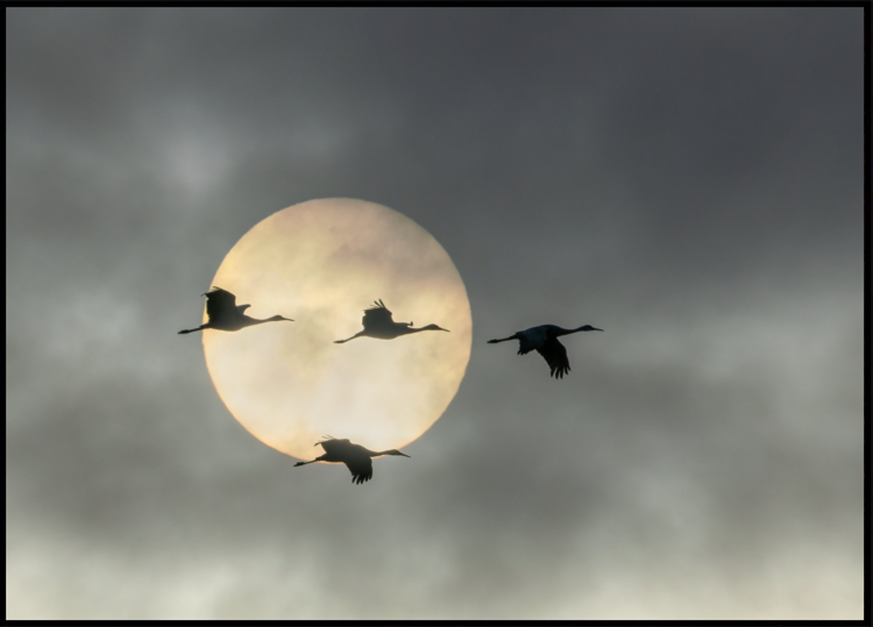 Fliegende Kraniche Sonne